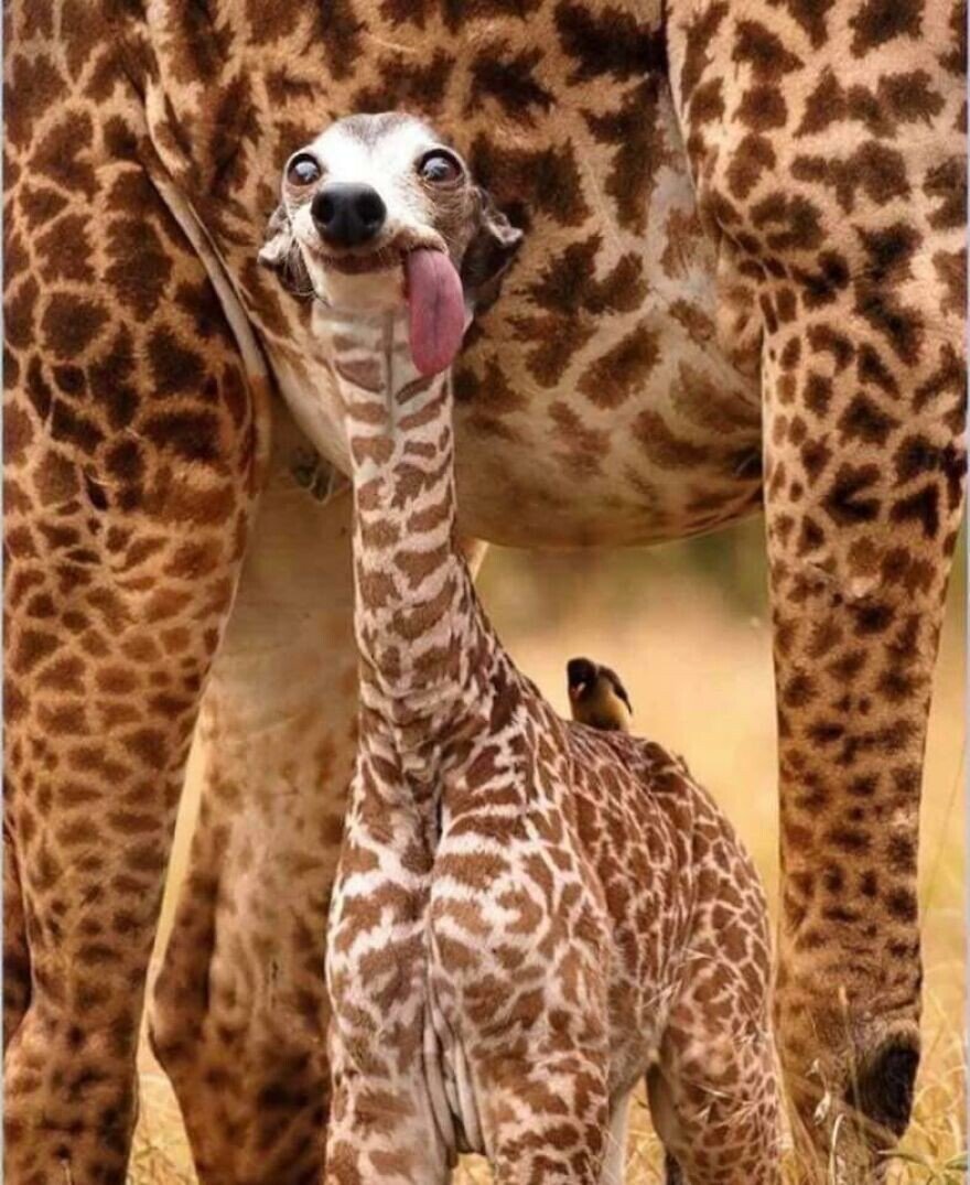 Прикольные животные