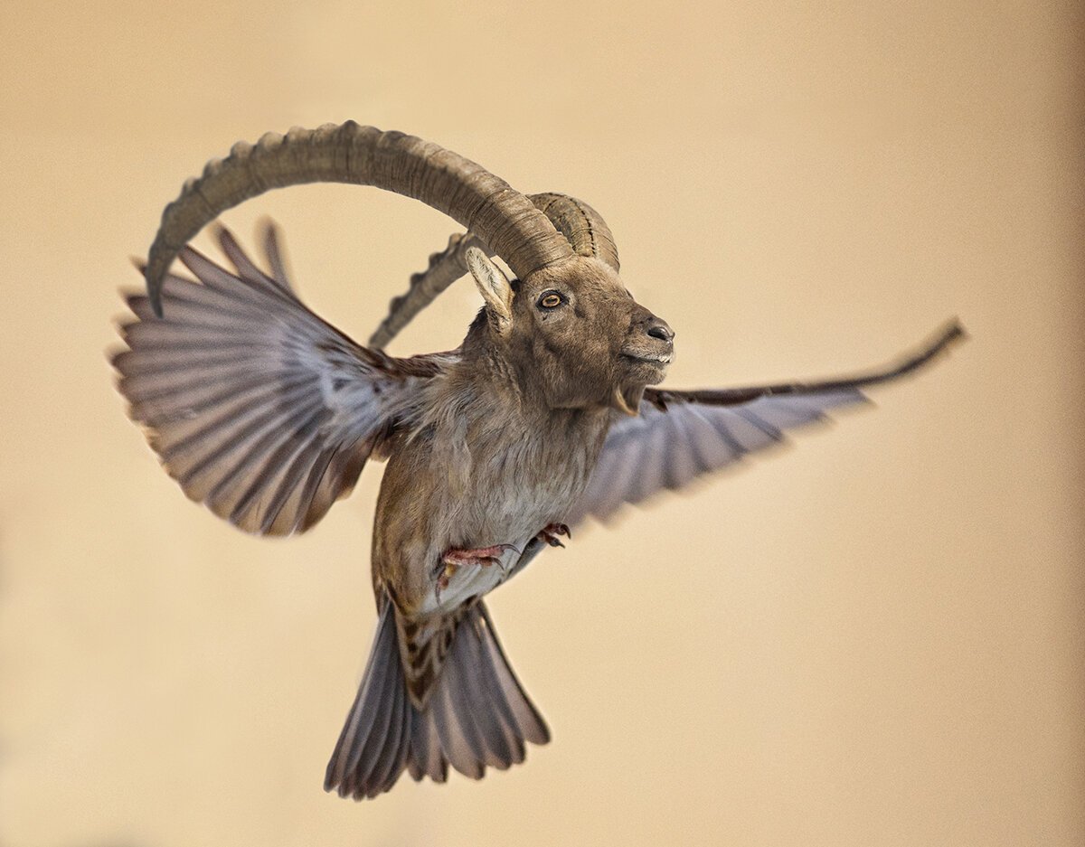 Картинки несуществующих животных