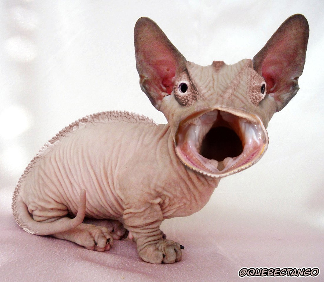 Страшные гибриды животных