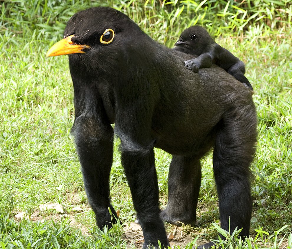 Совмещенные животные