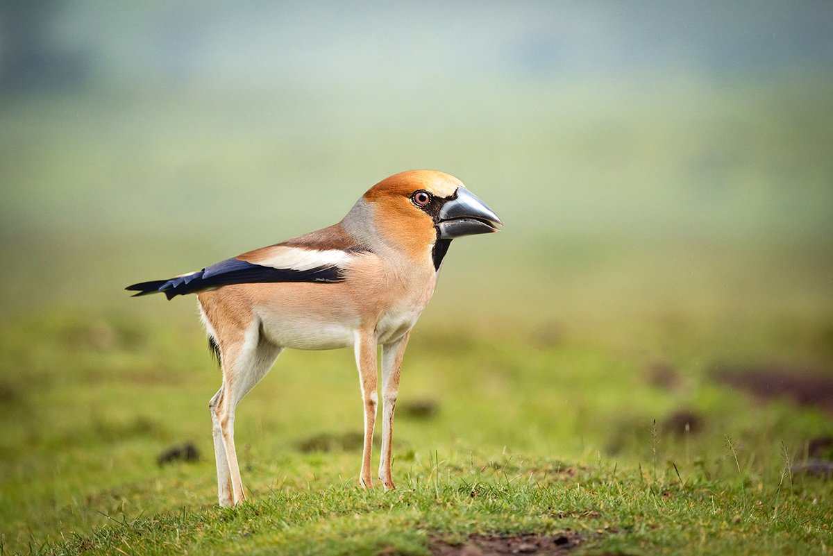 Арне Олав Гурвин