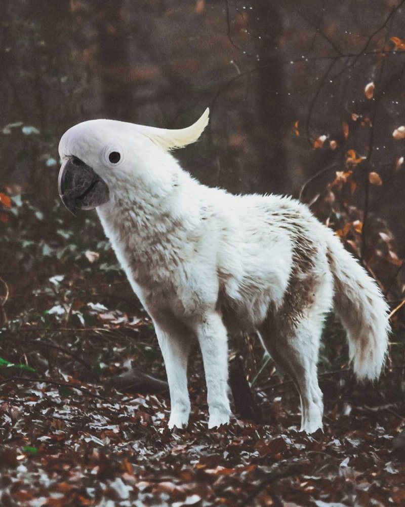 Гибриды животных