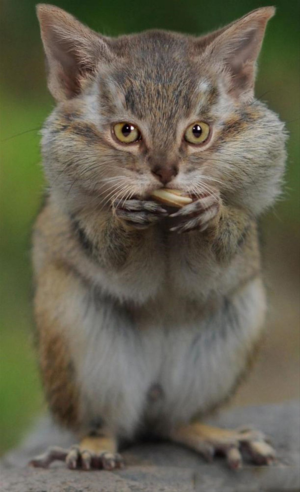 Гибриды животных с предметами