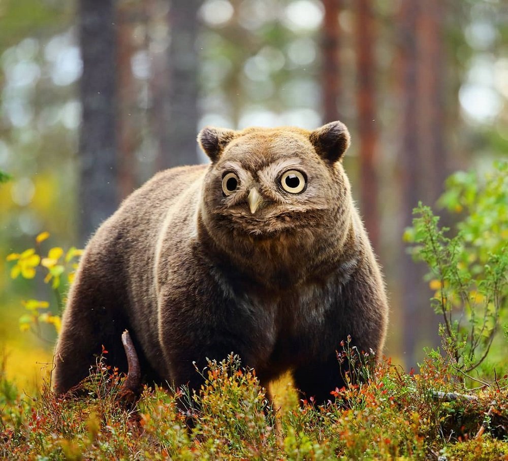 Гибриды птиц