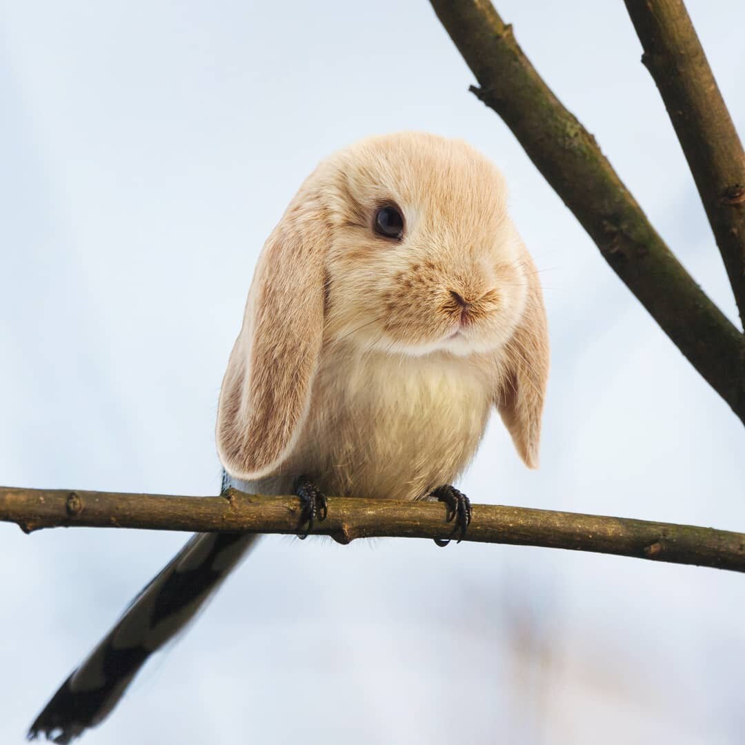 Животные гибриды