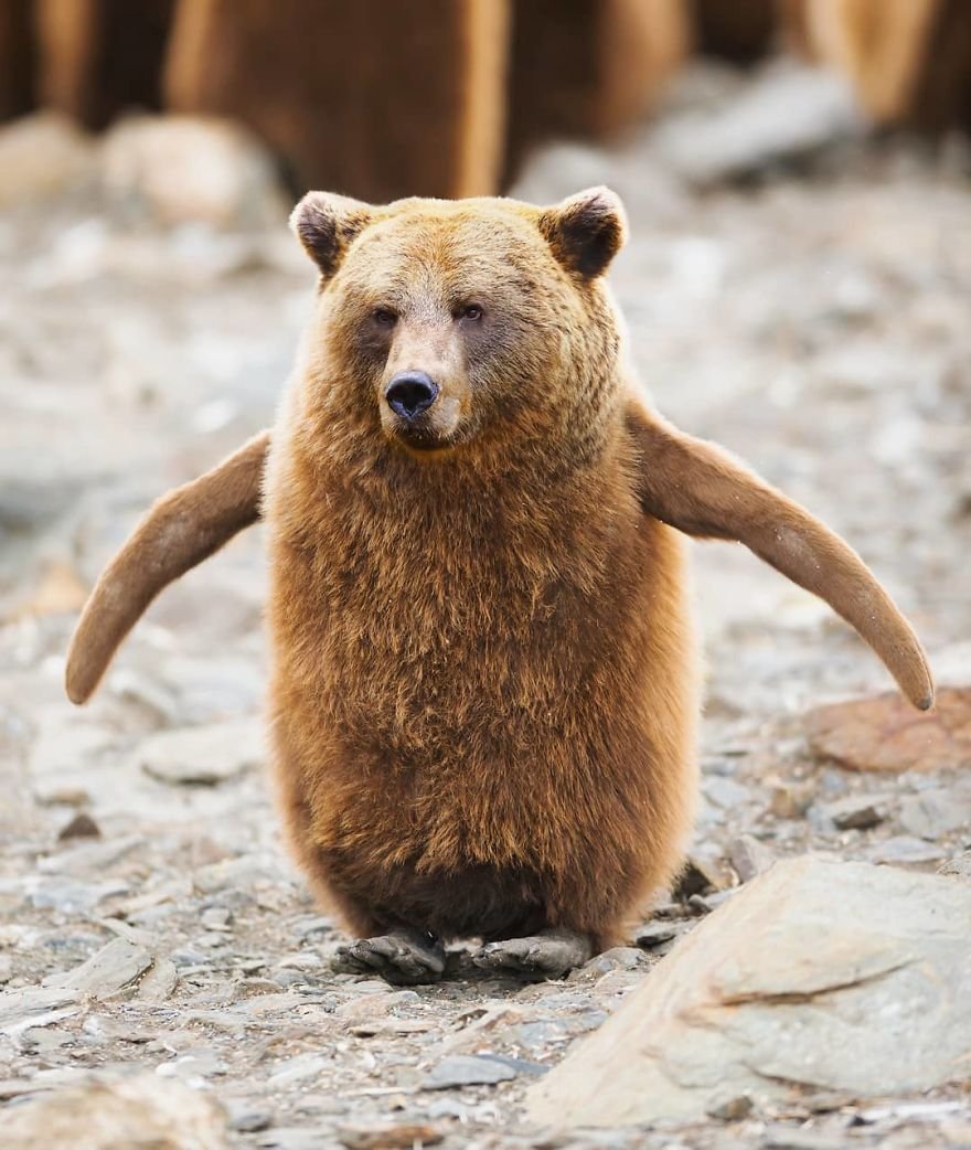 Скрещенные животные