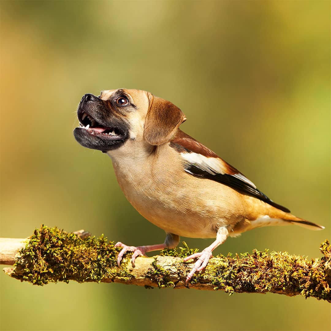 Детские рисунки со смешными гибридами животными