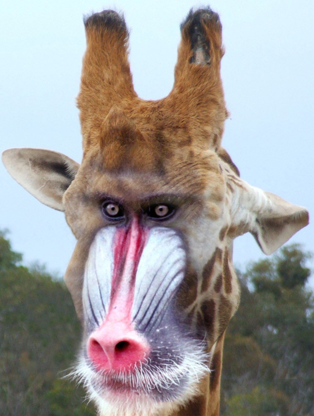 Гибриды лошадей