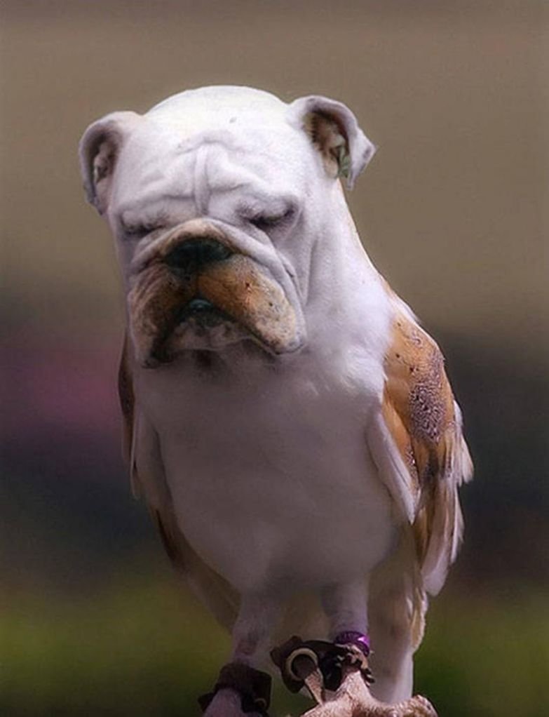 Альпака с мордой кота