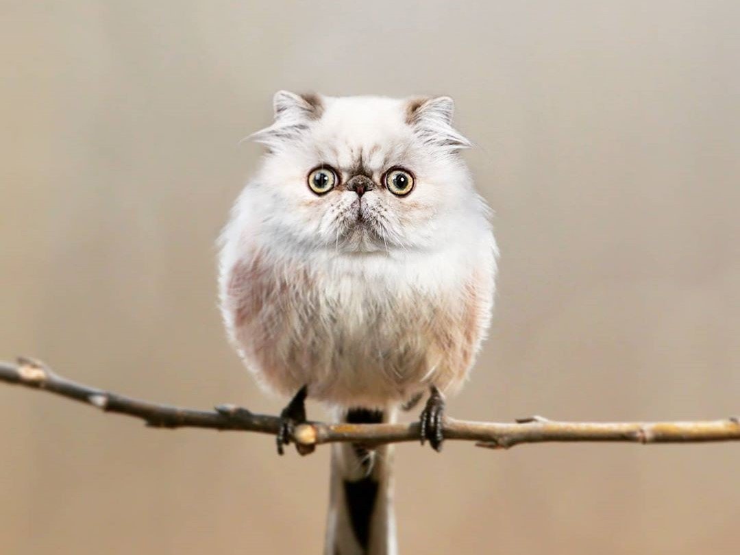 Хубрид Энималс