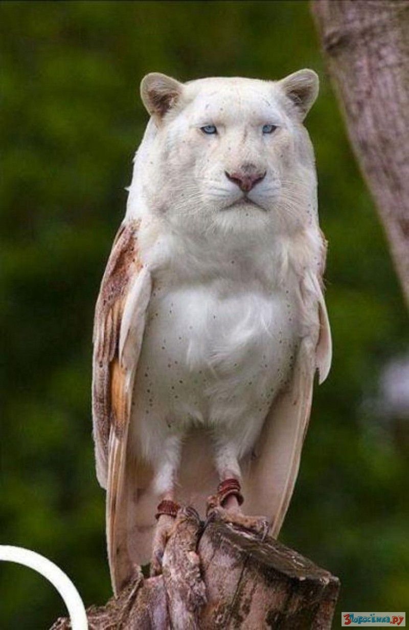 Смешные гибриды животных