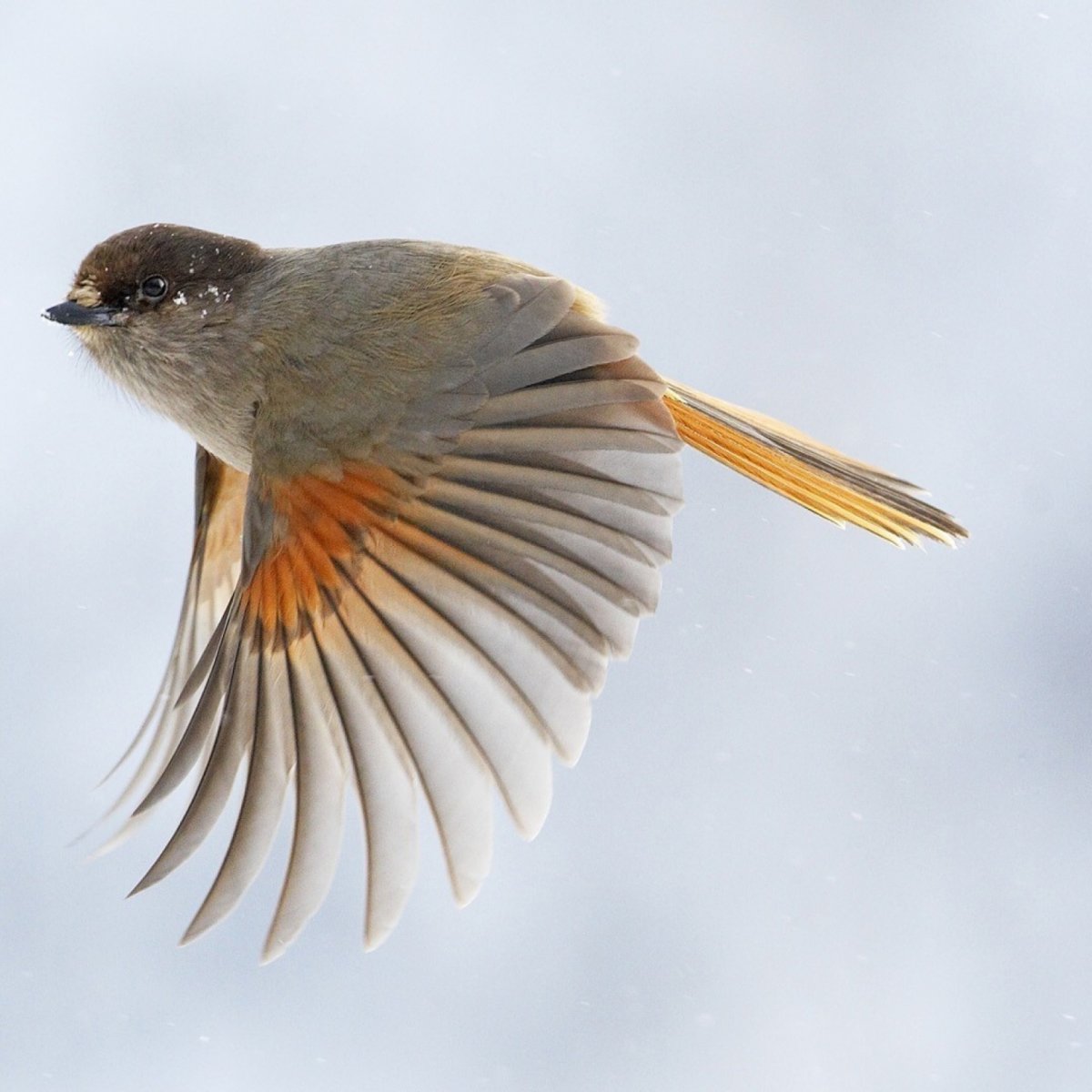 Скрещенные животные