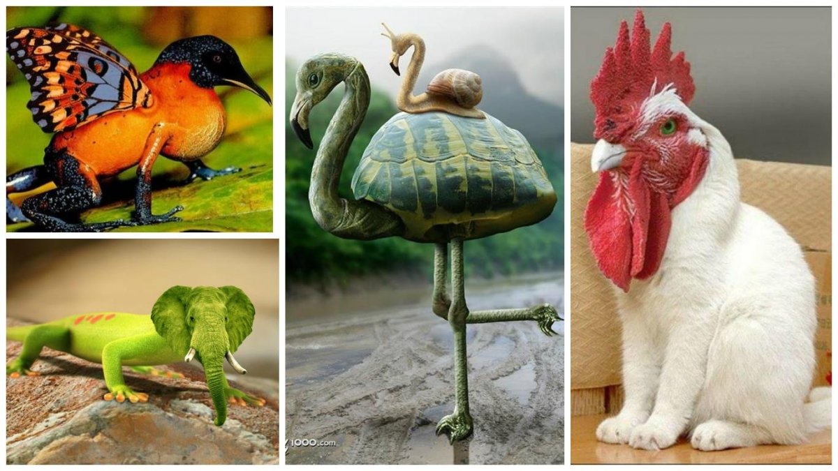 Хайбрид Энималс