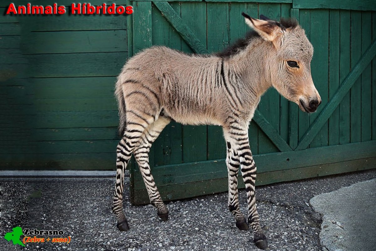 Смесь животных