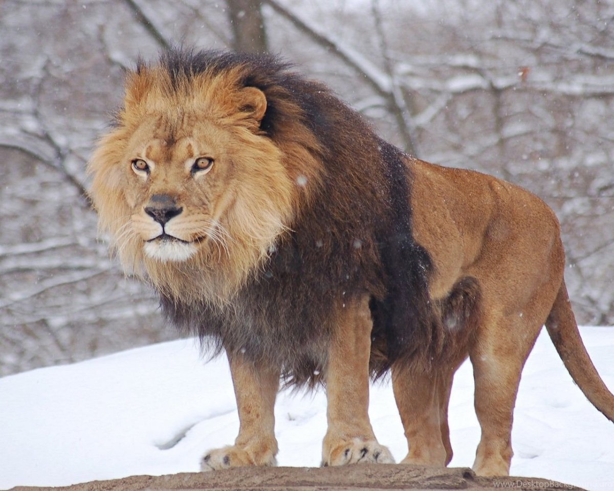 Арне Фредриксен