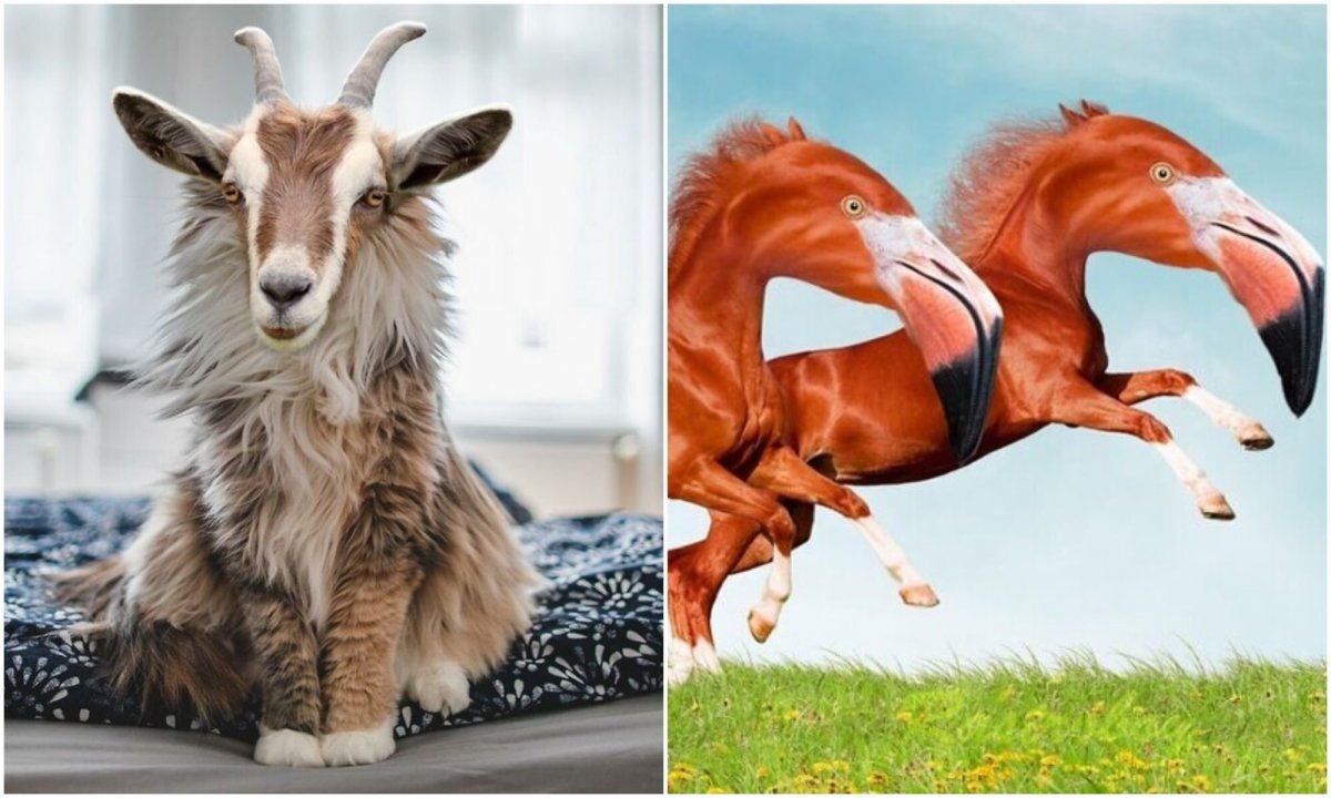 Белый Мустанг лошадь