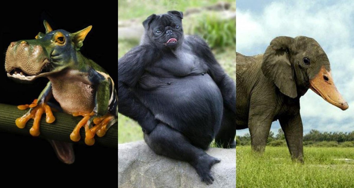 Гибриды животных