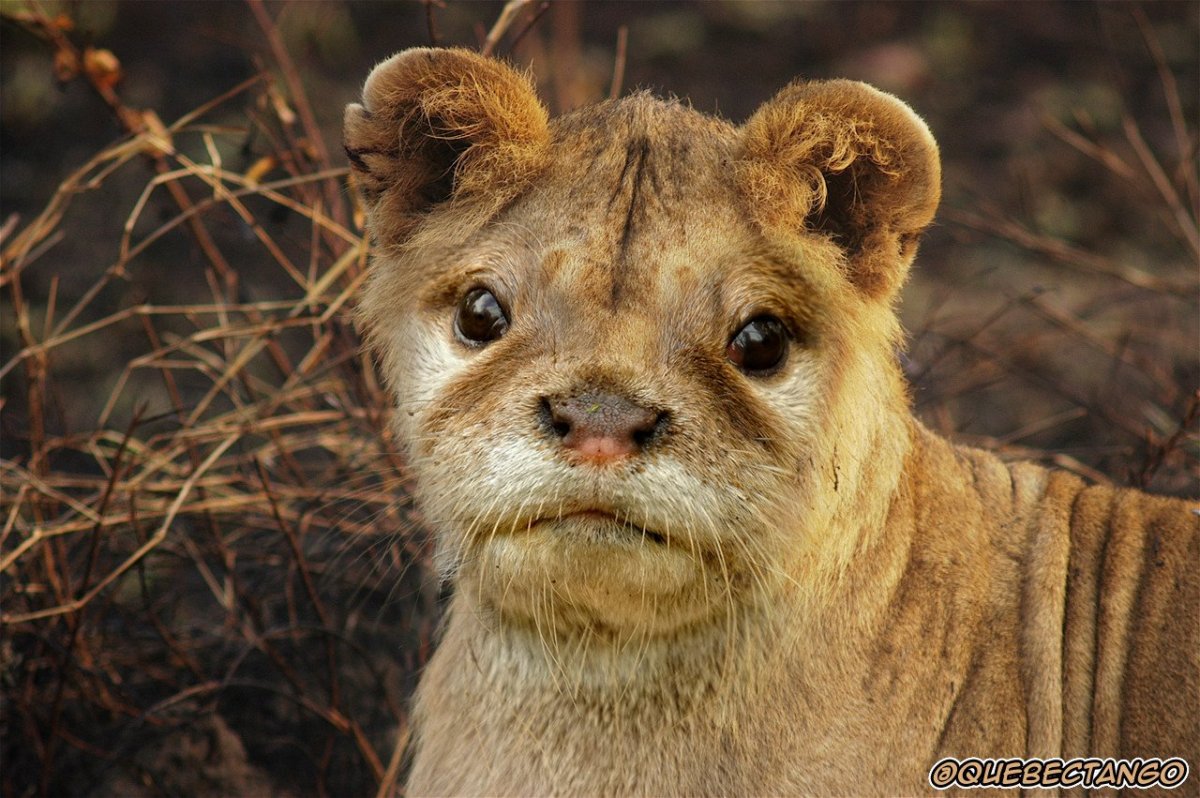 Собака акула
