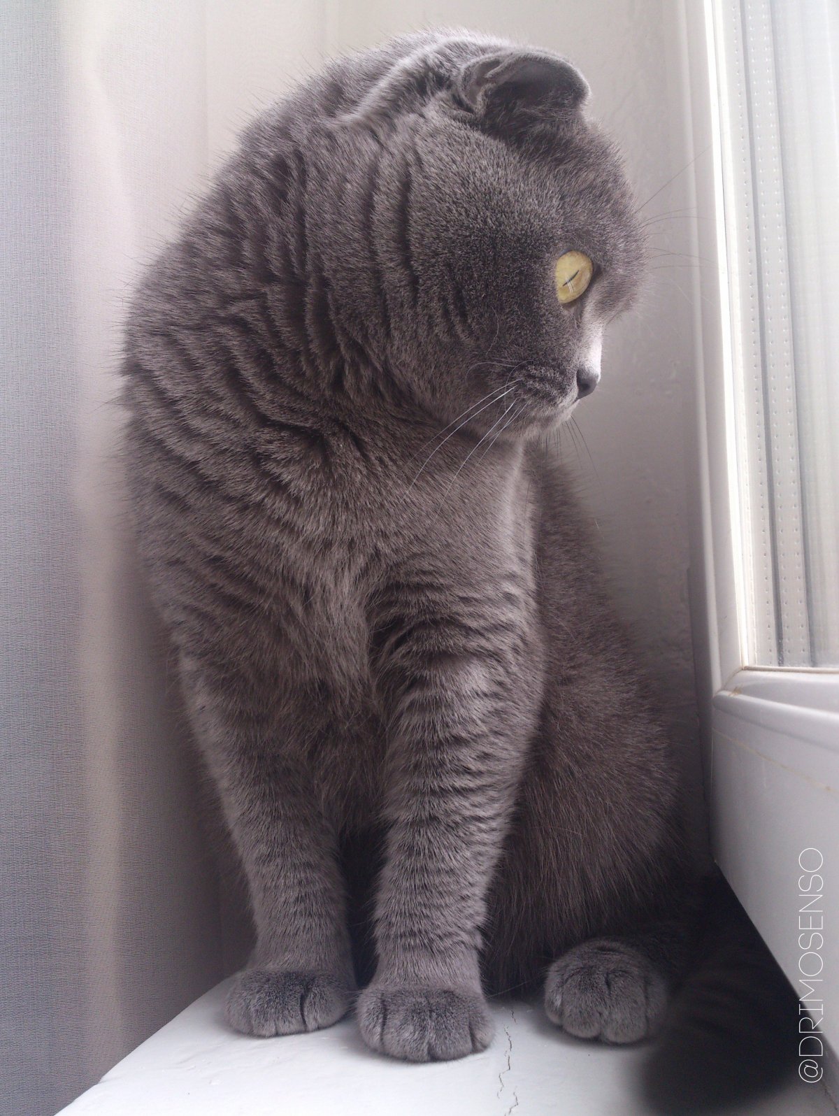 Британский вислоухий кот