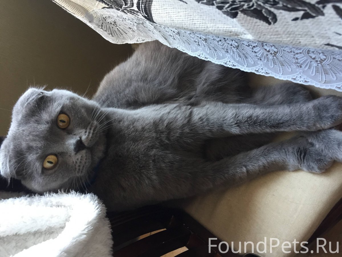 Вислоухий скоттиш фолд серый