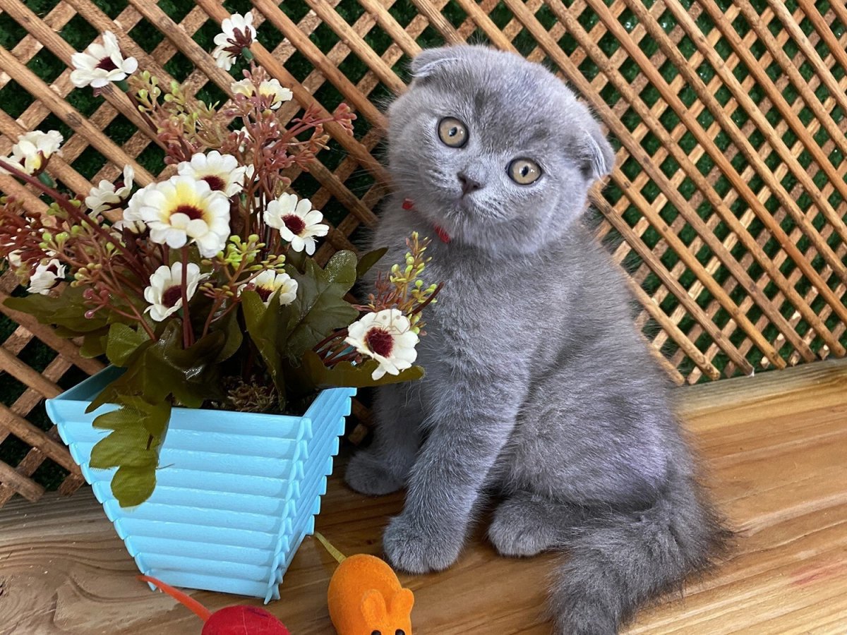 Вислоухая кошка серого окраса