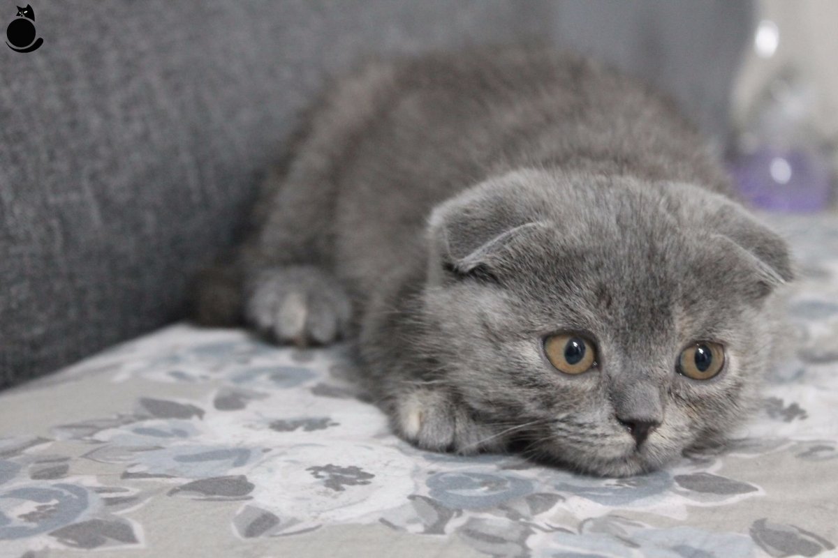 Вислоухий кот пепельного цвета