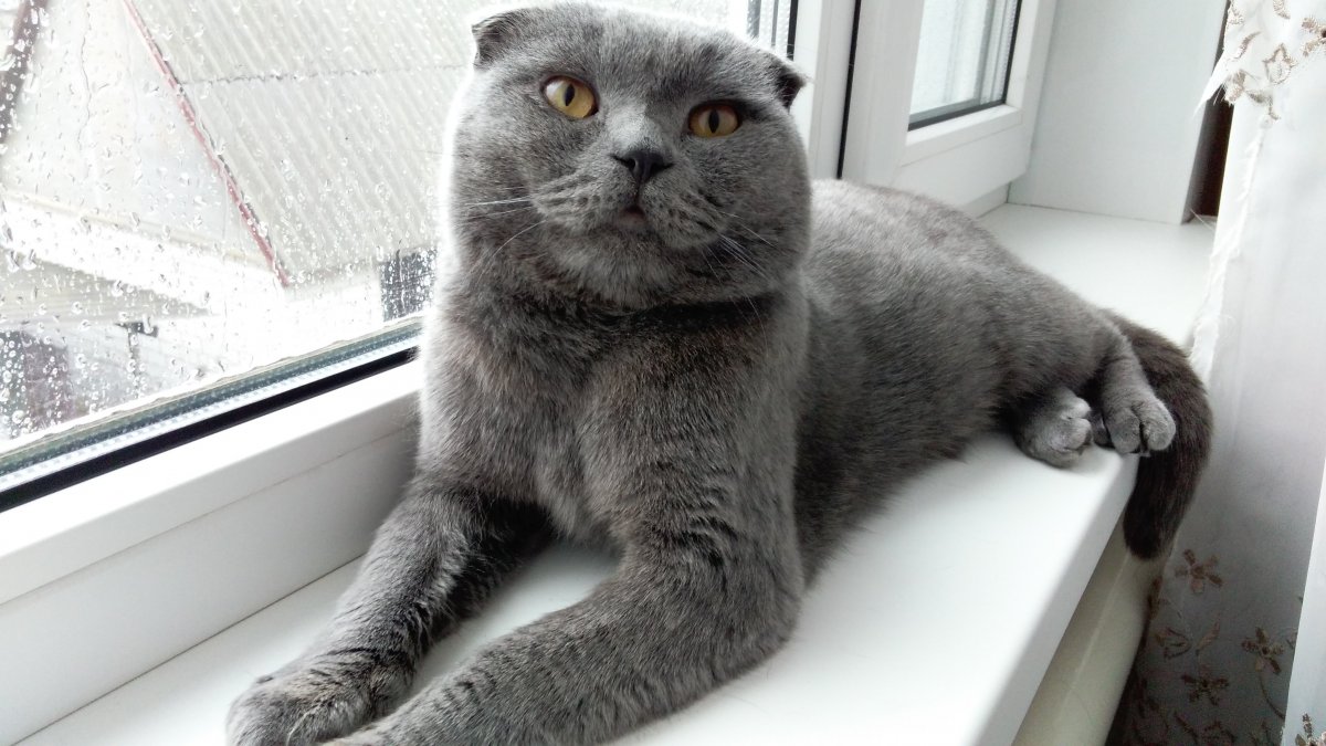 Скоттиш-фолд Сьюзи