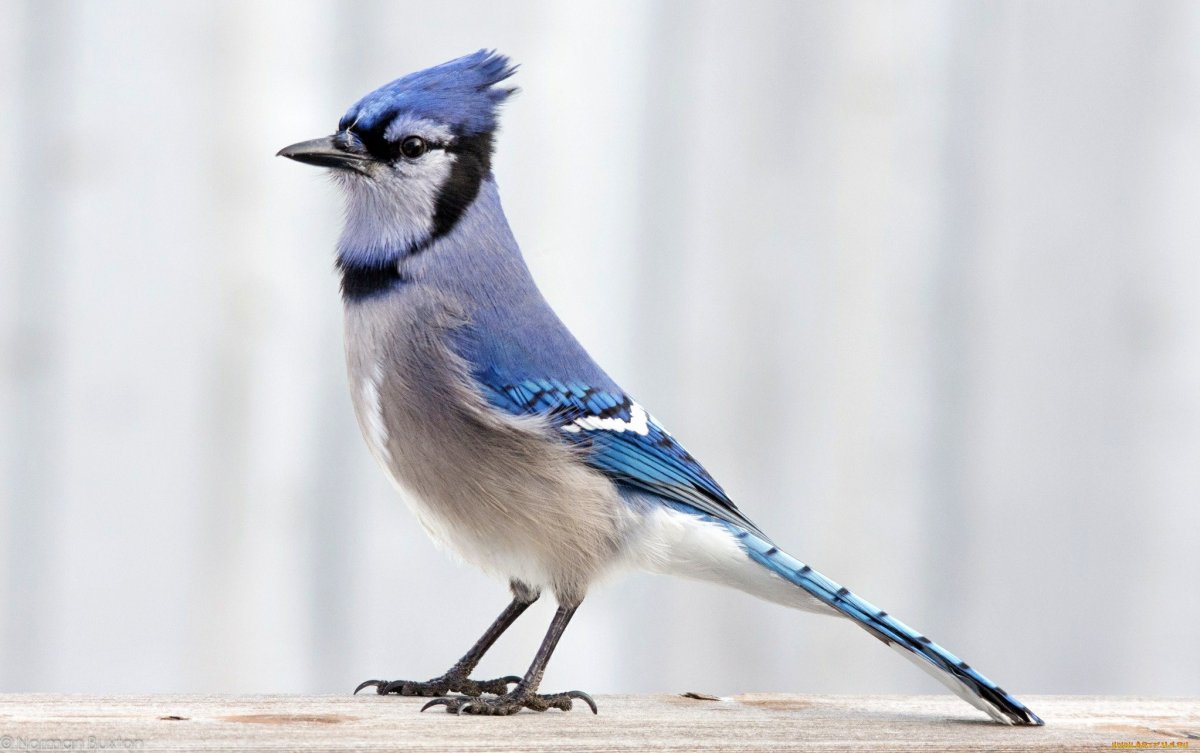 Синяя Сойка с хохолком