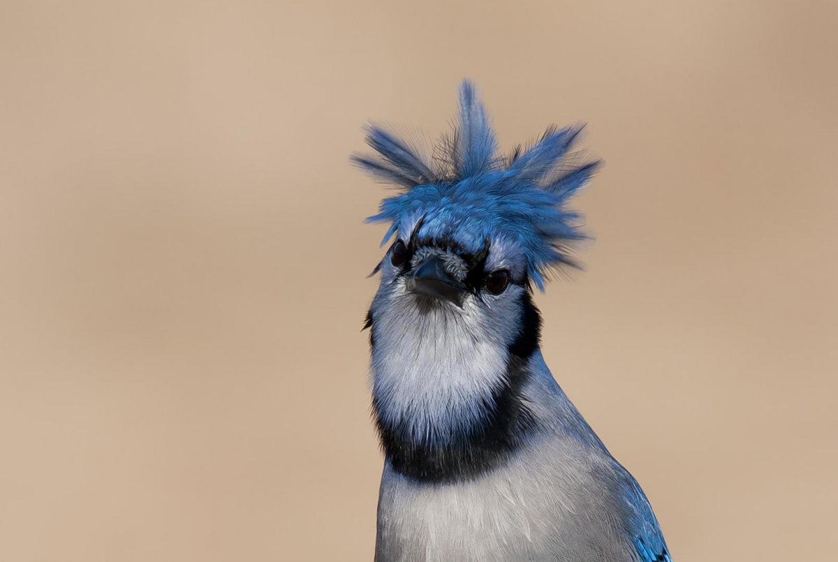 Черноголовая голубая Сойка