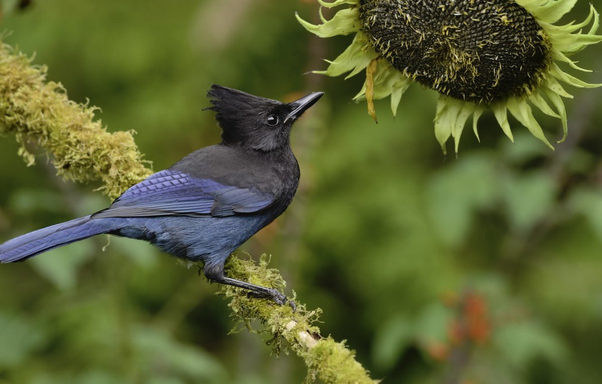Черно синяя птица с хохолком