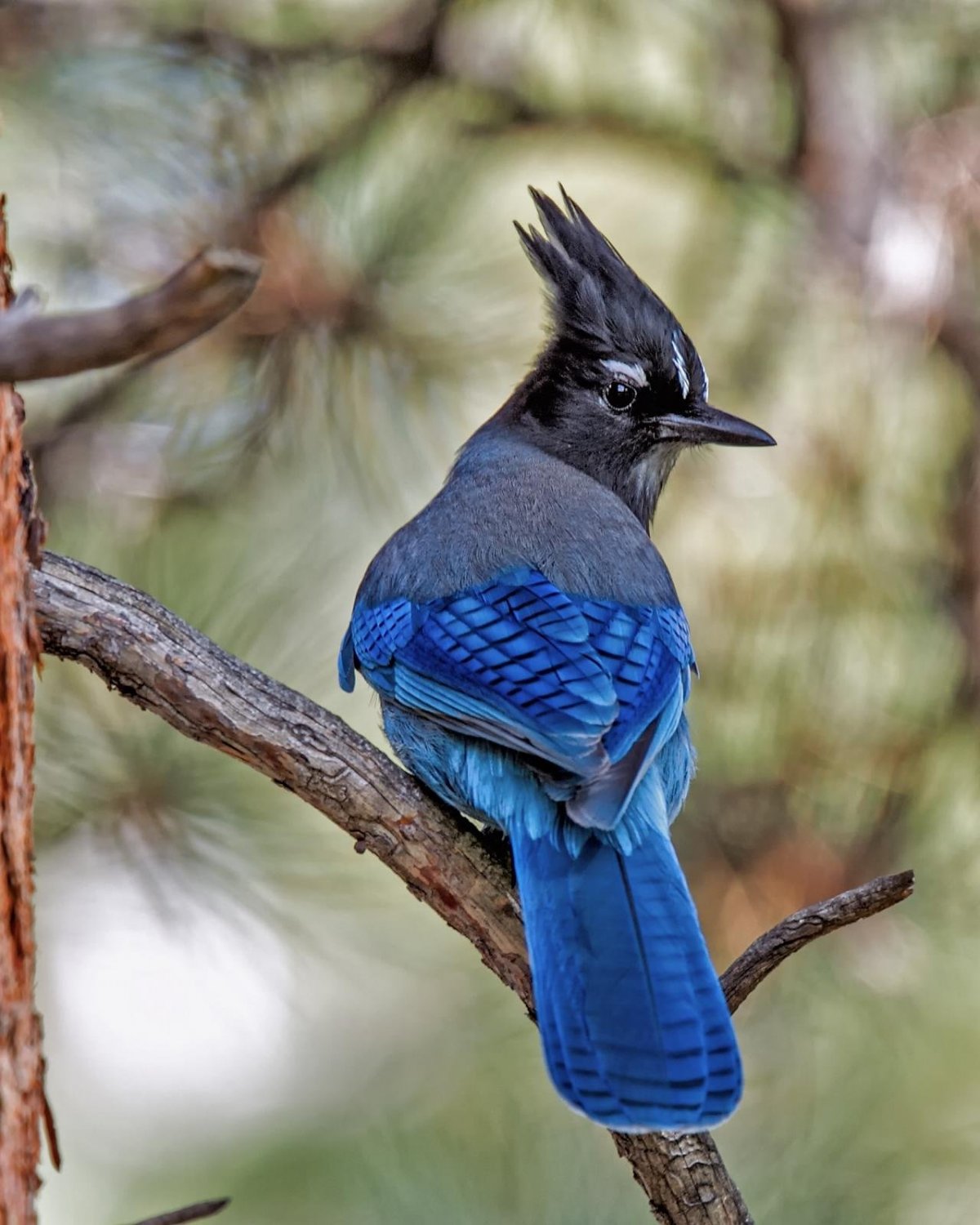 Голубая птица с хохолком
