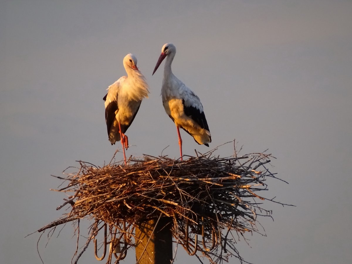 Пастушковый журавль гнездо