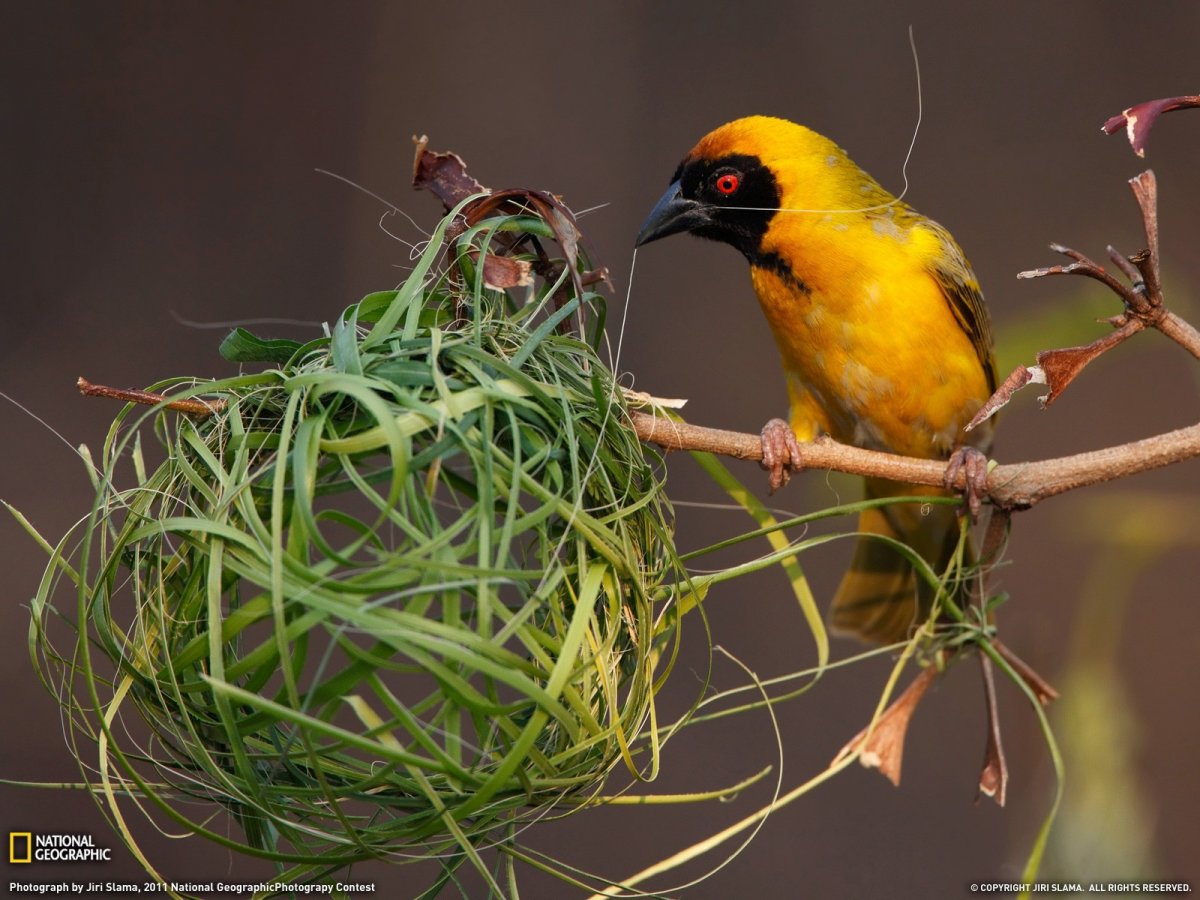 Robin Nest