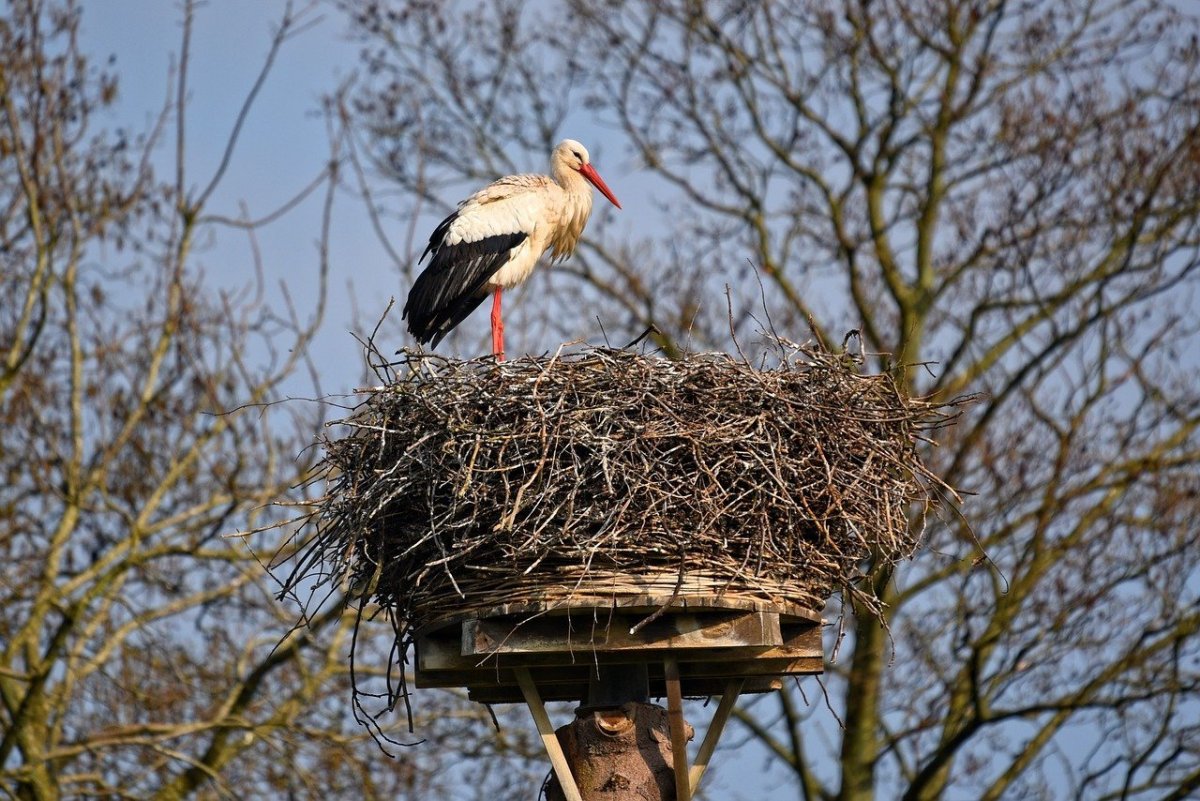 Горластые птенцы