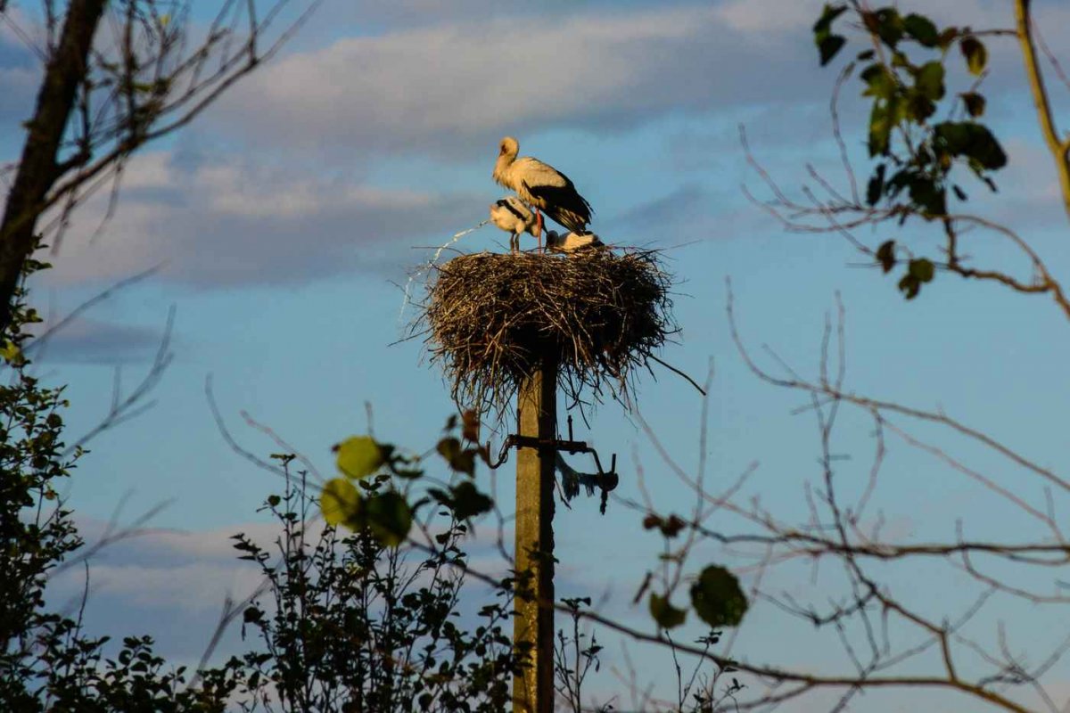 Гнездо аиста на дереве