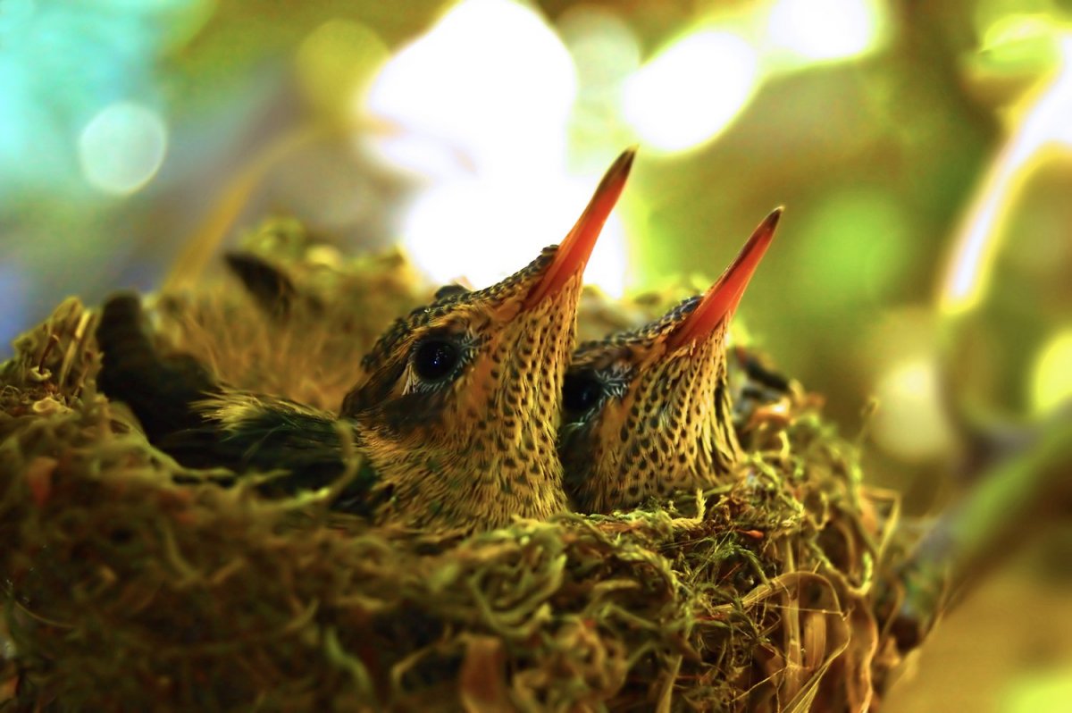 Гнездо для птиц.