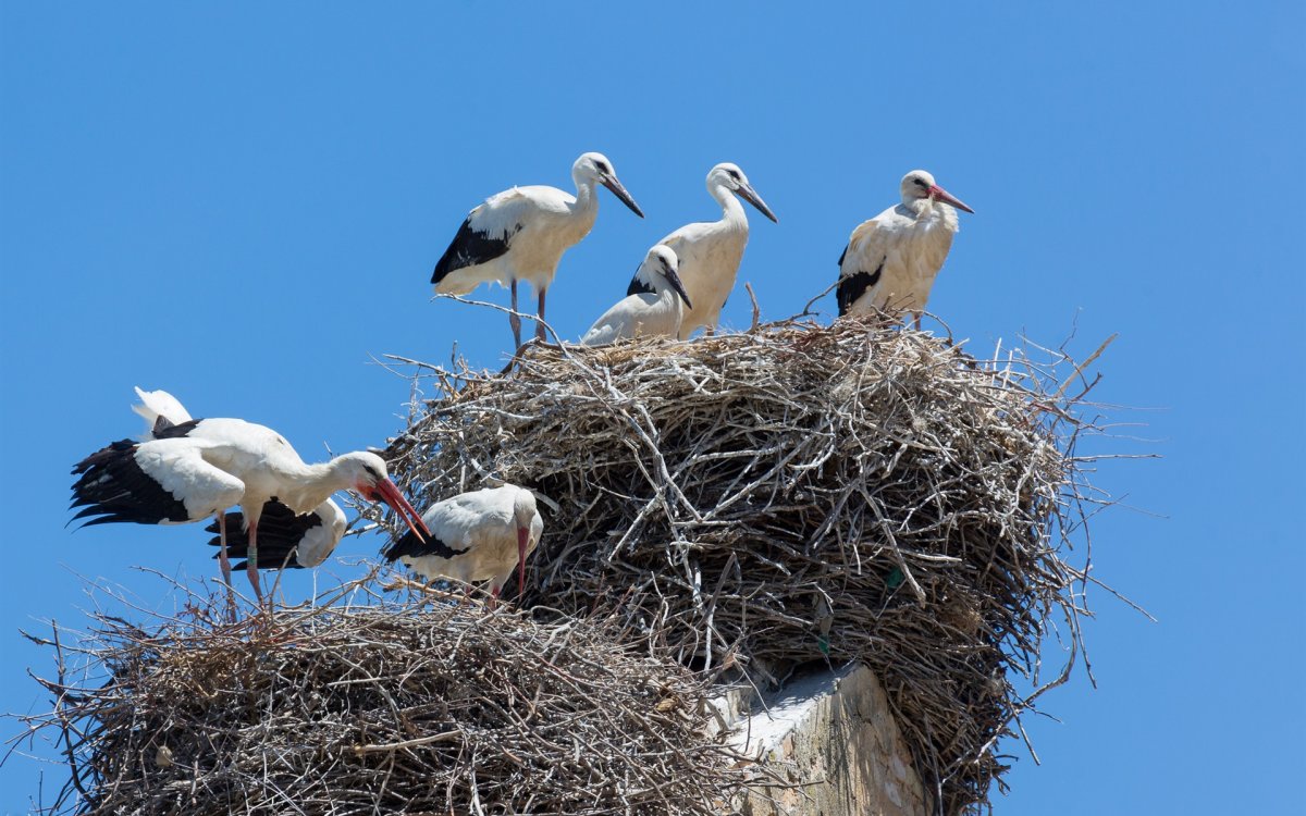 Гнездо аиста GEOCAM