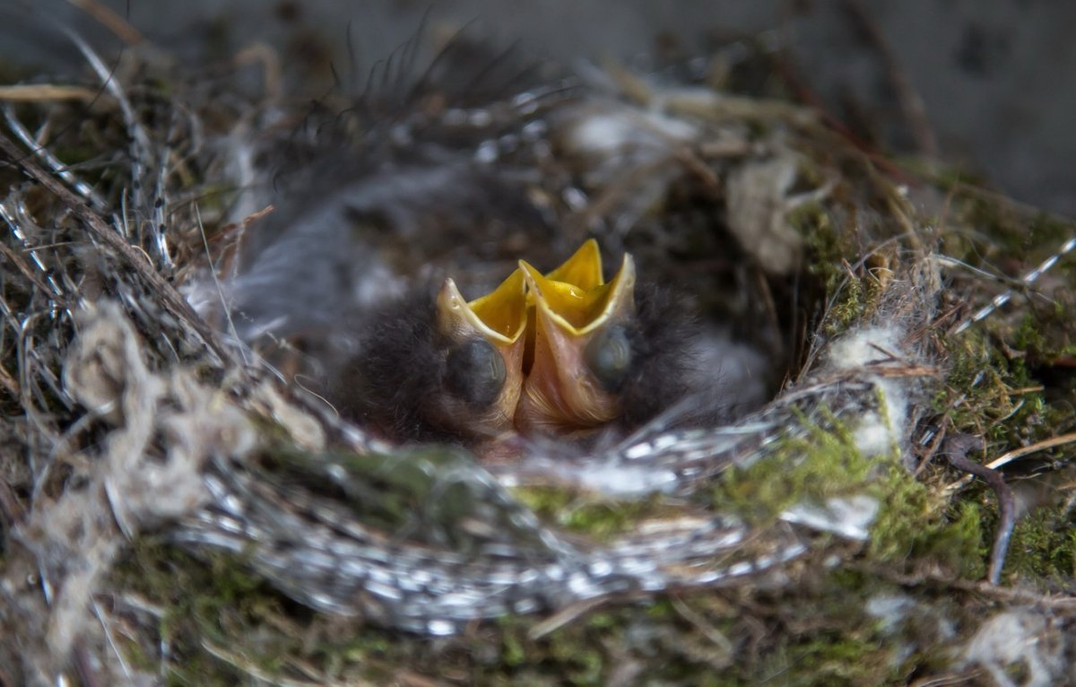Птица строит гнездо