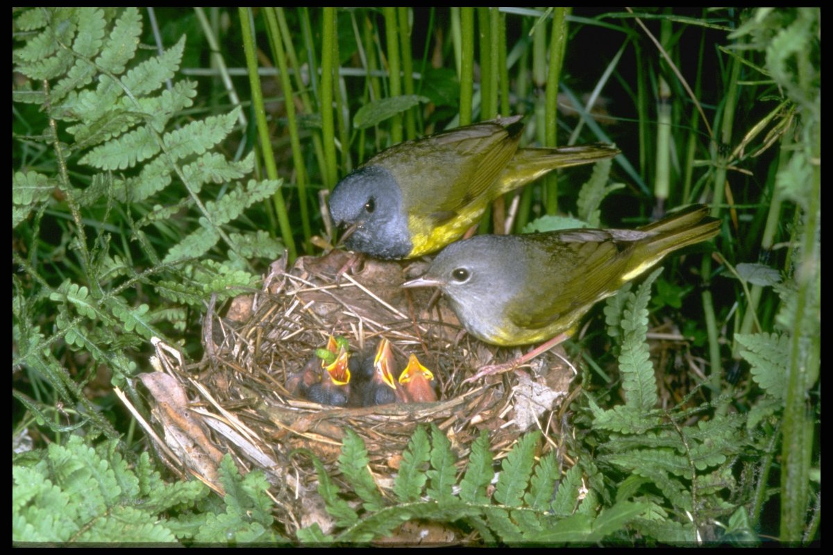 Птицы вьют гнезда