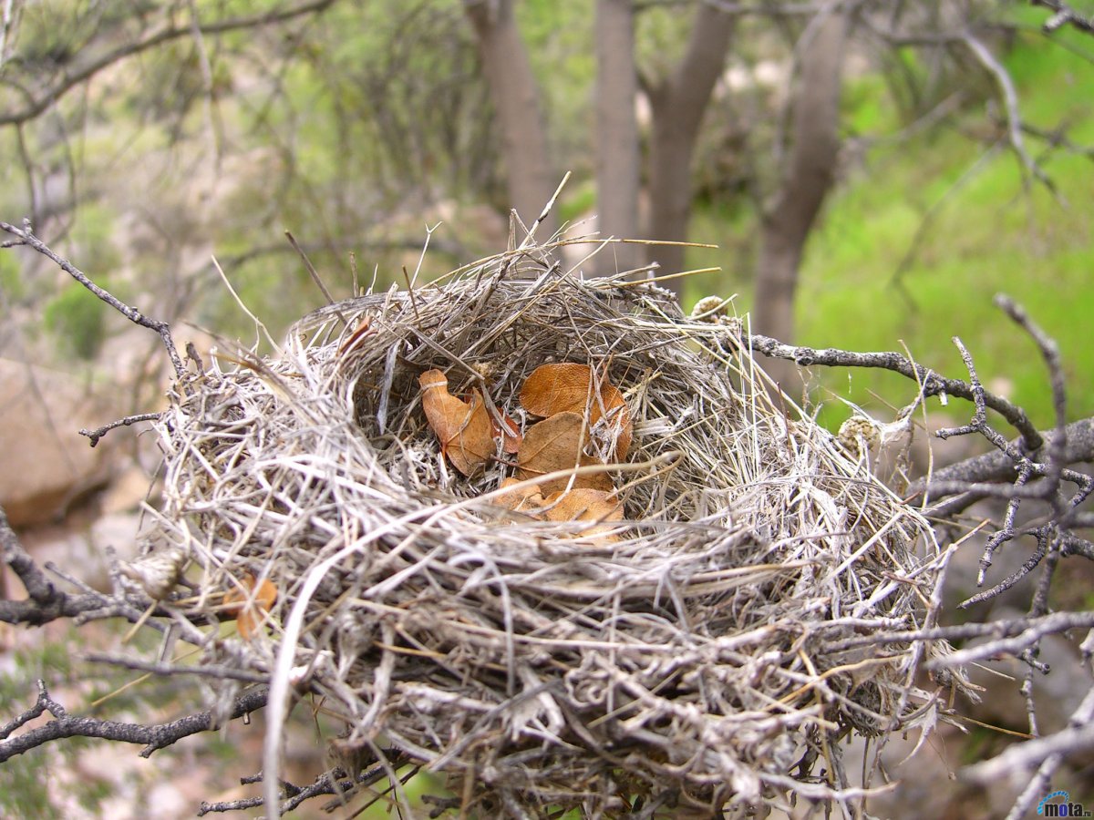 Гнезда Воробьев