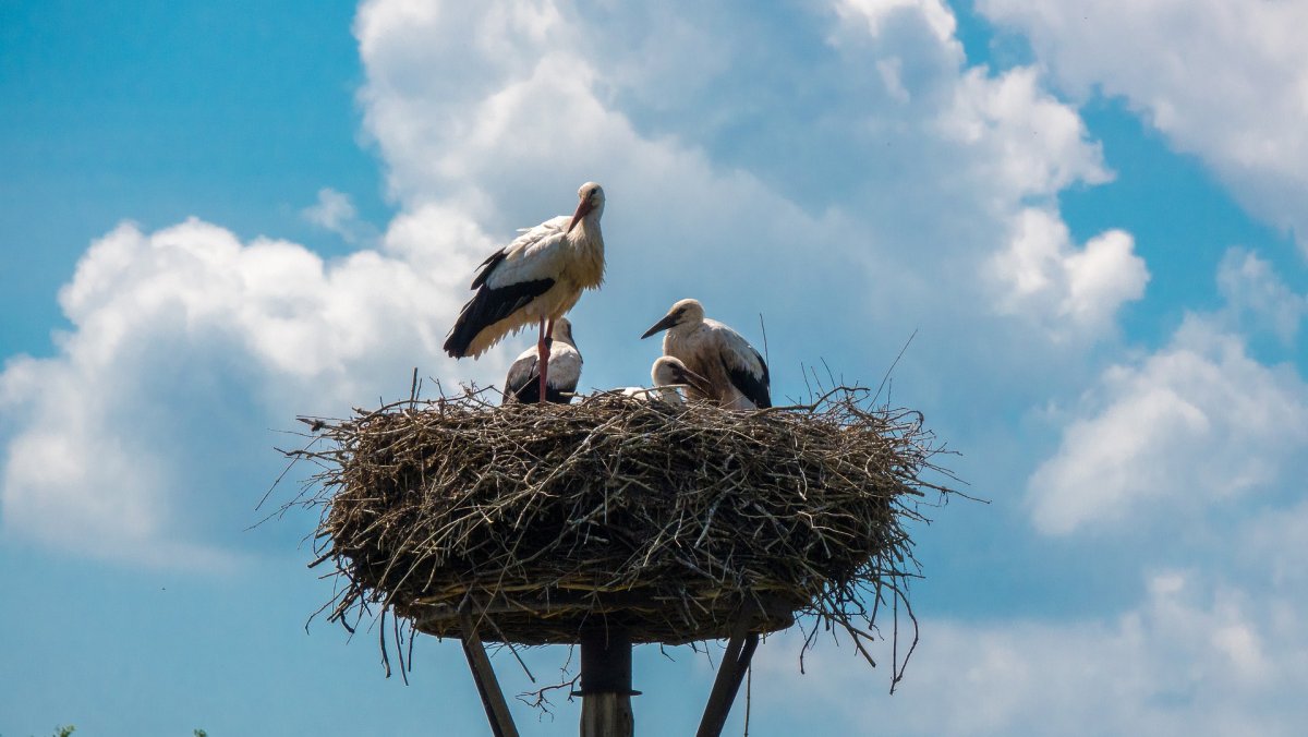 Гнезда лесных птиц