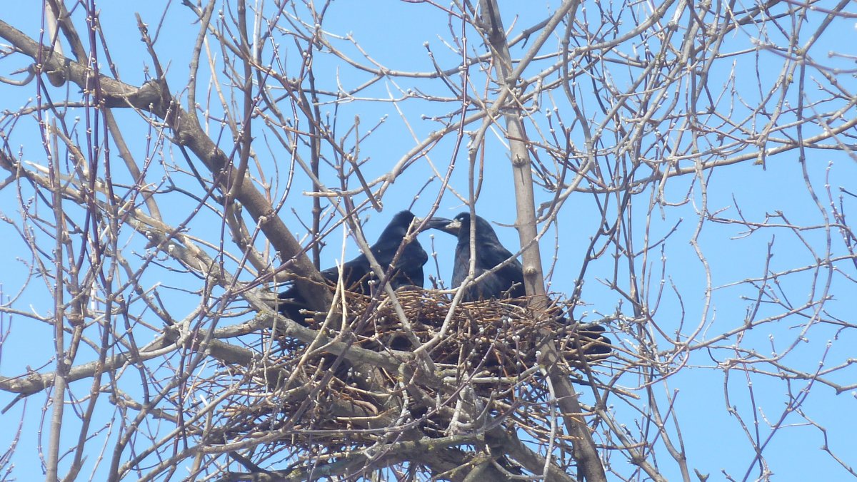 Весна Грачи на гнездах