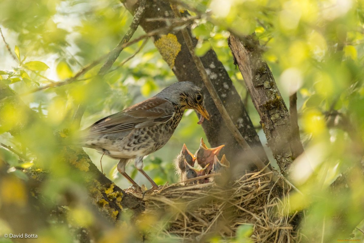 Весенние сюжеты