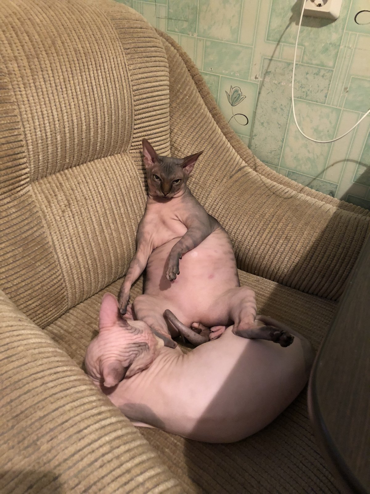 Донской сфинкс жирный