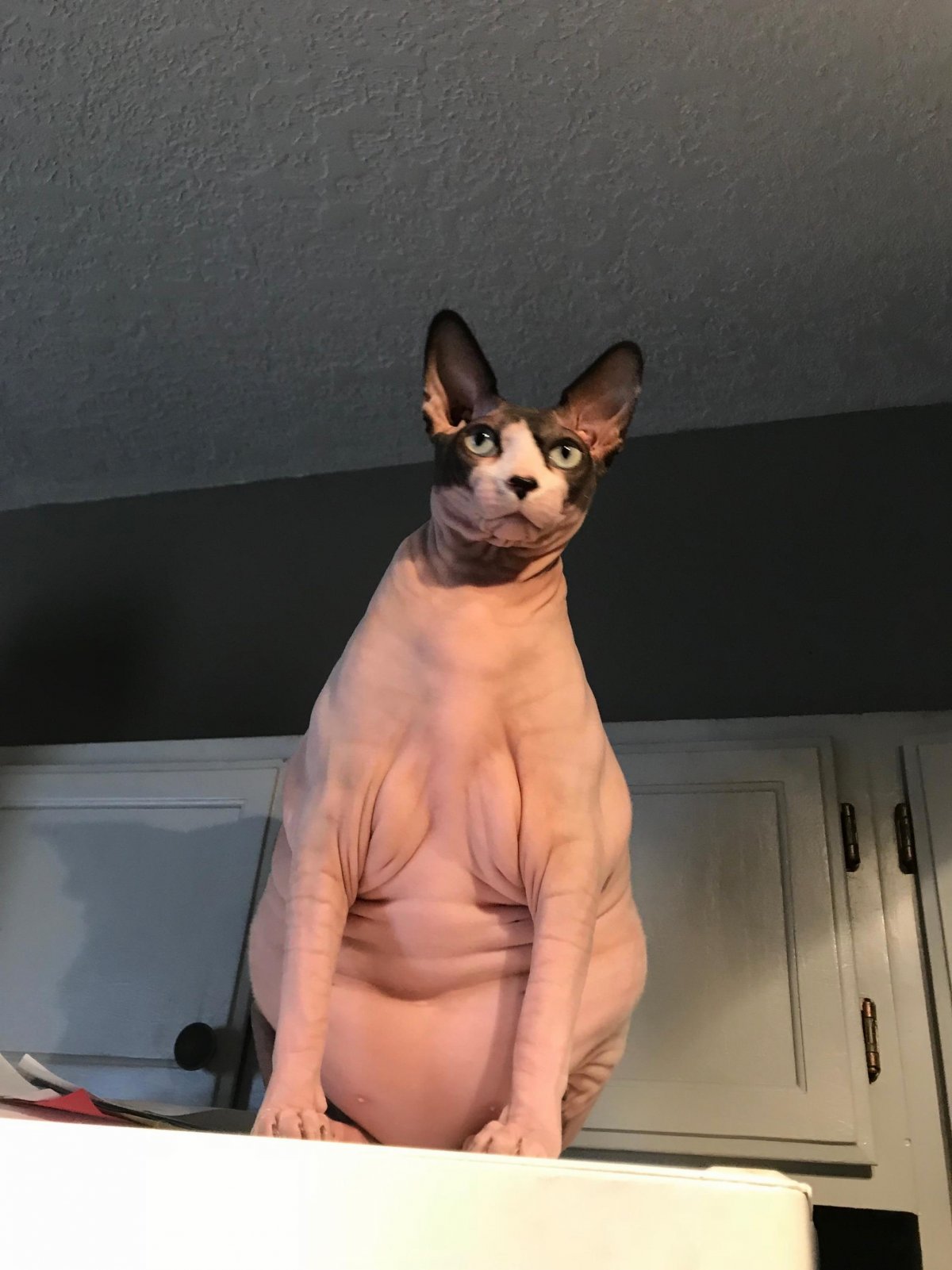 Морщинистый канадский сфинкс