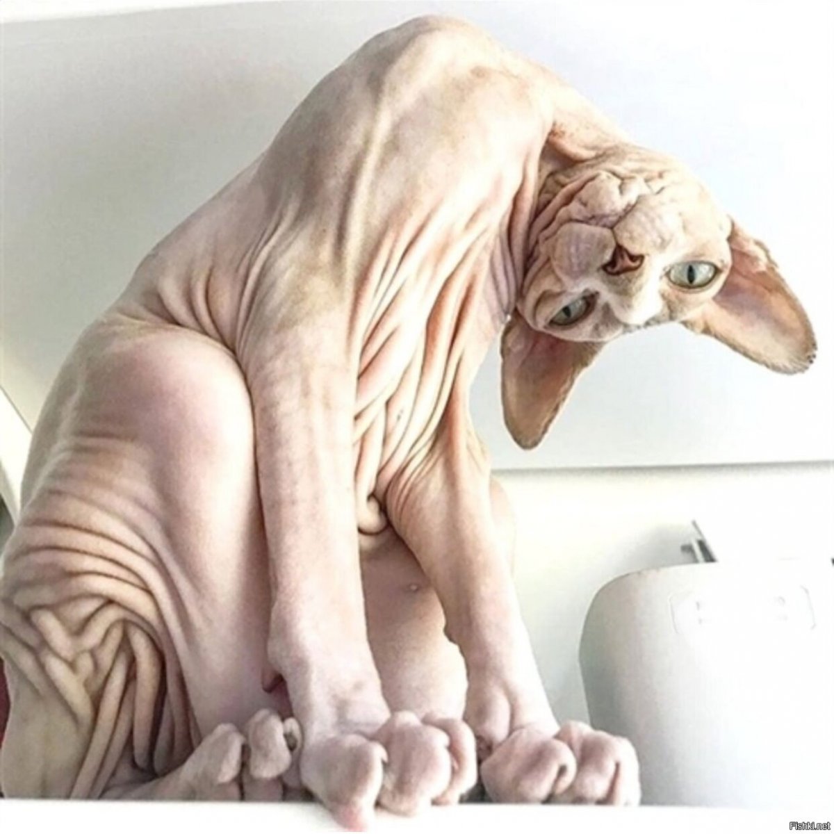 Накаченный кот сфинкс