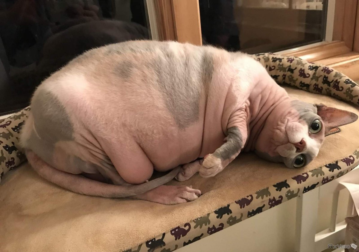 Мексиканская бесшерстная кошка