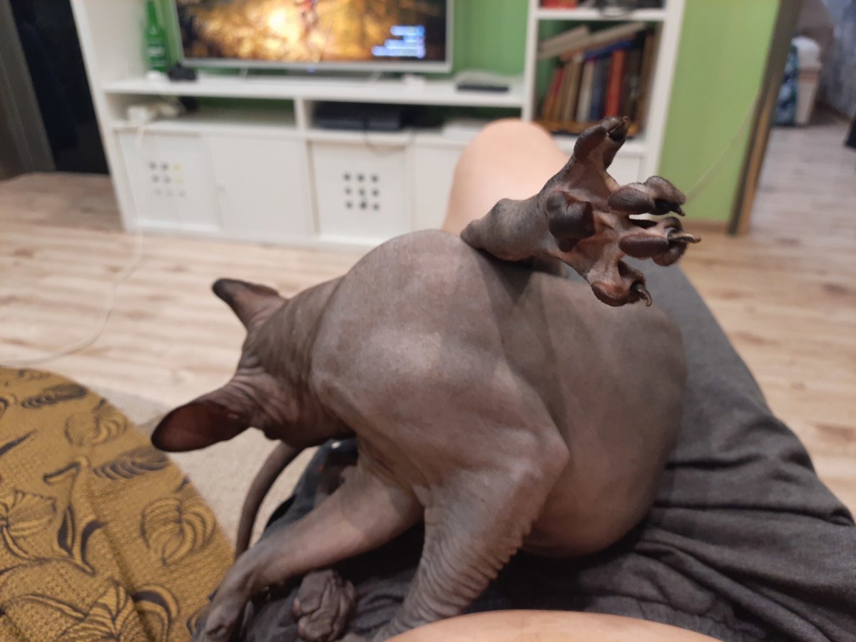 Толстый лысый кот