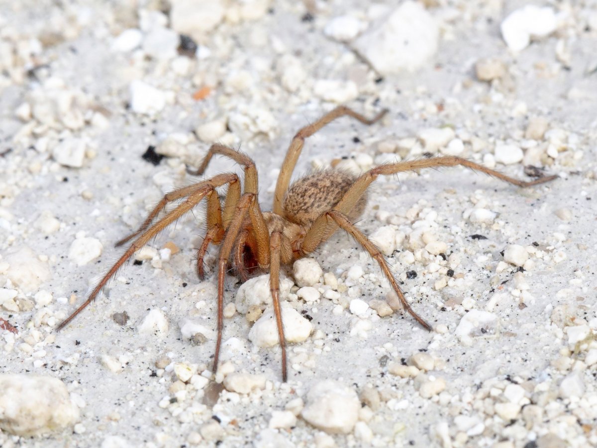 Бежевый паук в доме