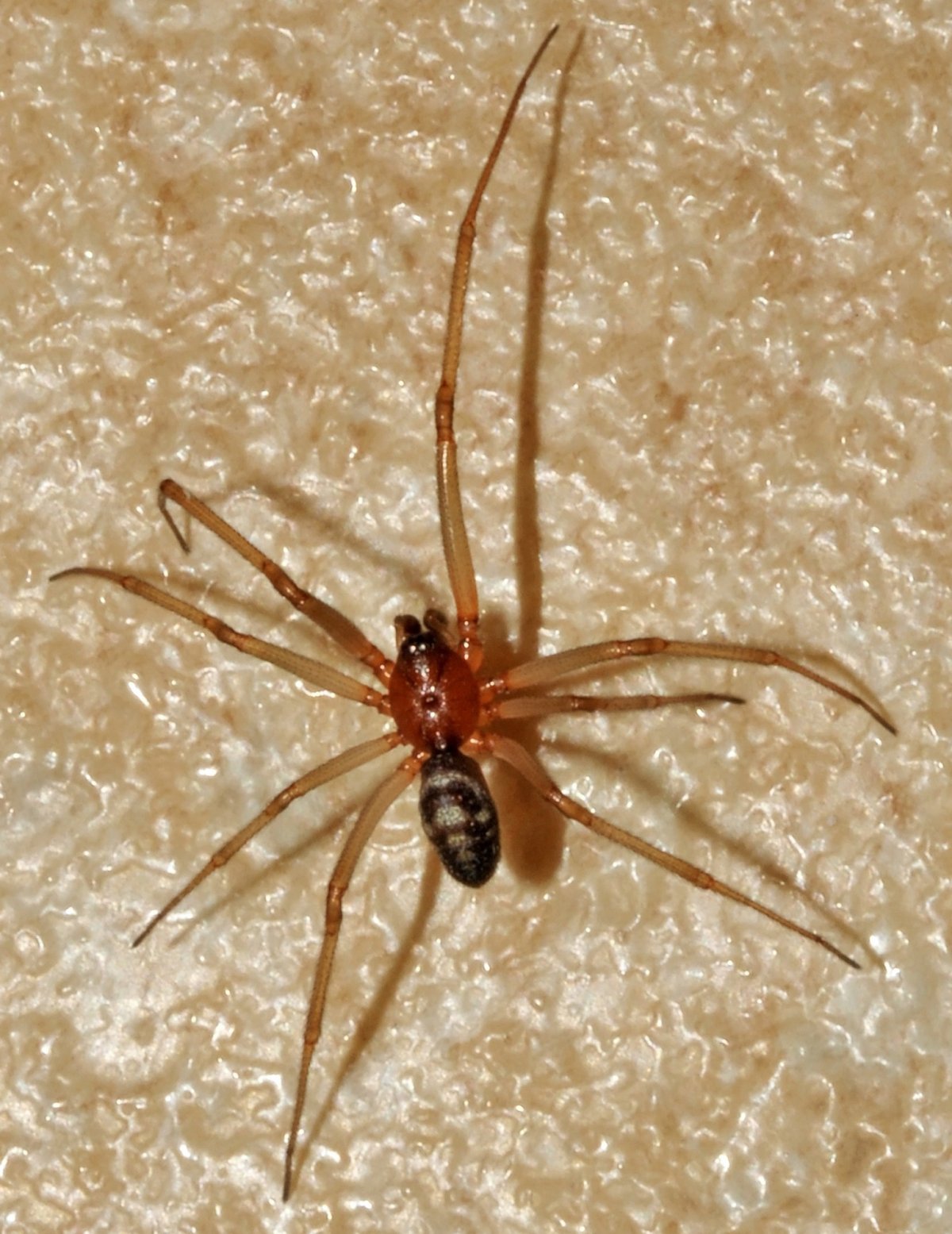 Беременные пауки домашние